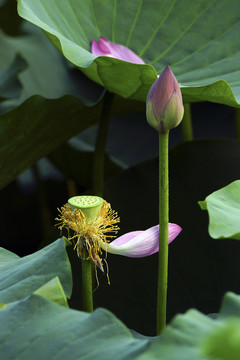 清新荷花