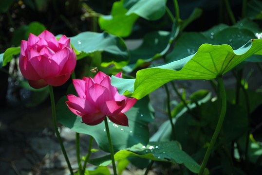 荷花 荷葉 花蕊 花蕾 園藝