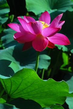 紅荷花 賞花節(jié)