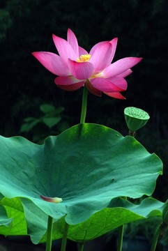荷花園 荷花