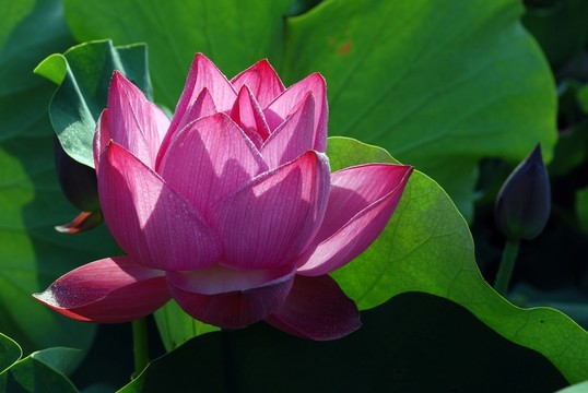 荷花 荷葉 花蕊 花蕾 園藝