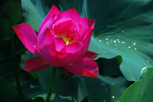 紅荷花 水珠