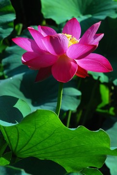 荷花 荷花園