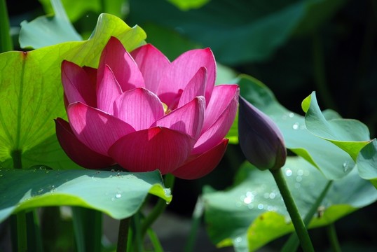 荷花高清