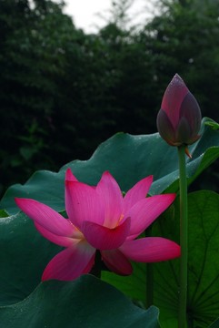 荷花池 荷花園 荷花