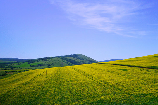 田野油菜花開