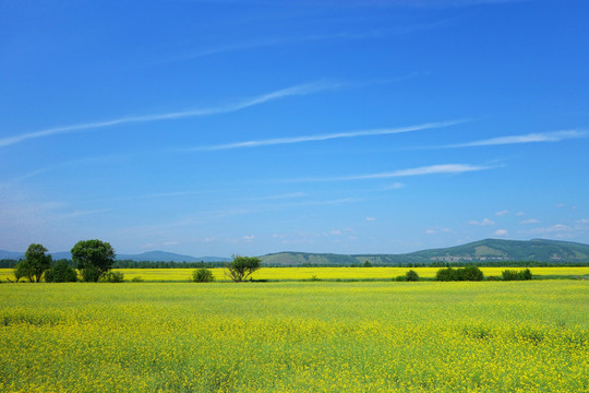 田野油菜花