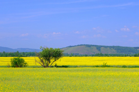 油菜花開的農(nóng)田