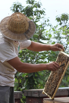 蜂農(nóng)