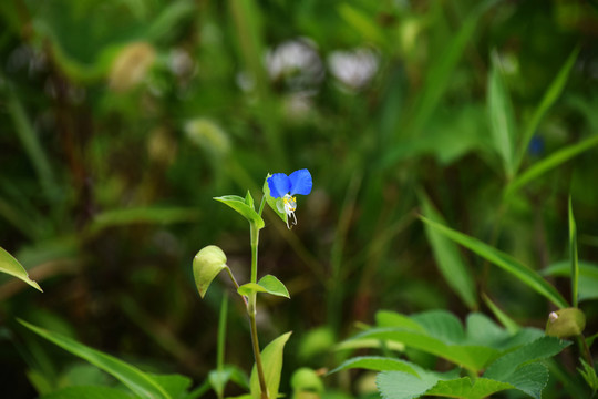 竹子花