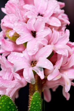 風(fēng)信子