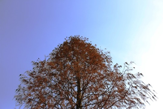 杉樹
