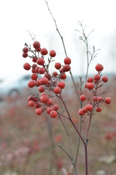 紅果