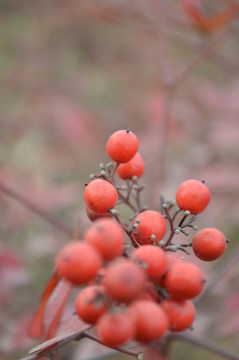 紅果