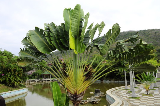 芭蕉樹
