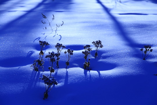 雪地