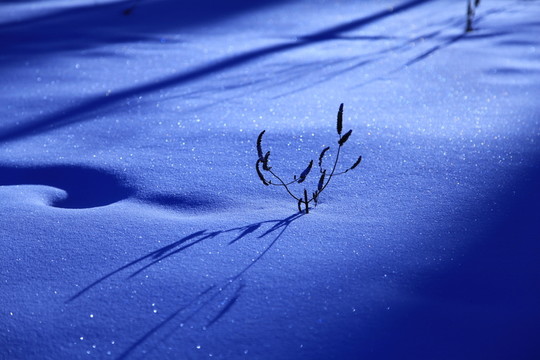 雪地