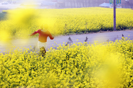 油菜花開