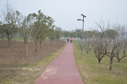 公園小道