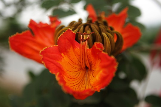 火焰花
