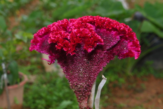 雞髻花