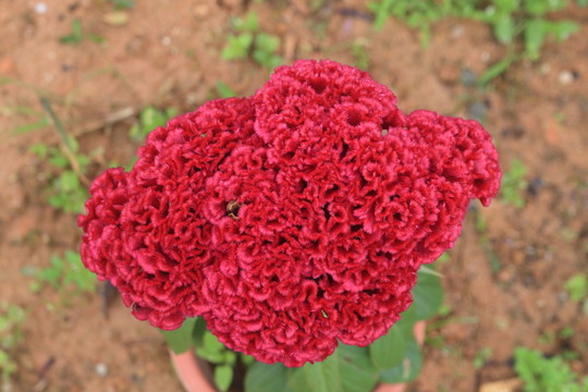 老來紅