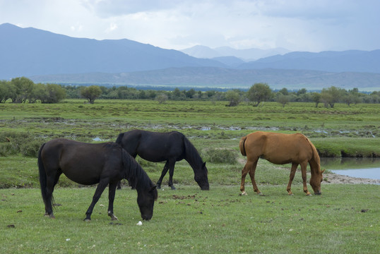 草原牧馬圖