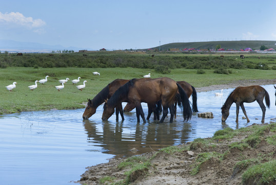 草原牧馬圖
