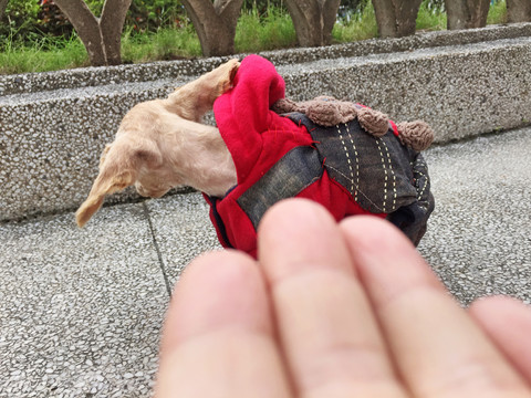 狗的新衣