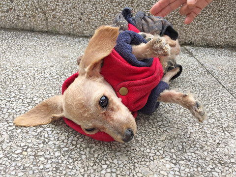 狗服飾