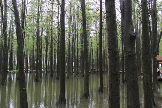 興化李中水上森林公園