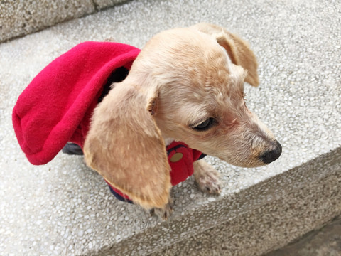 貴賓狗
