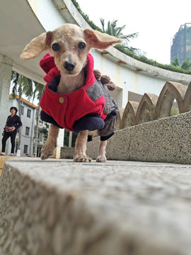 溜狗