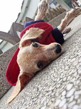 貴賓狗