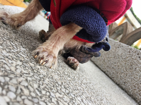 寵物狗爪