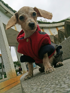 貴賓狗