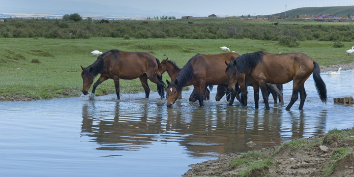 草原牧馬圖