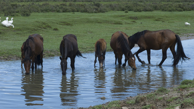 草原牧馬圖