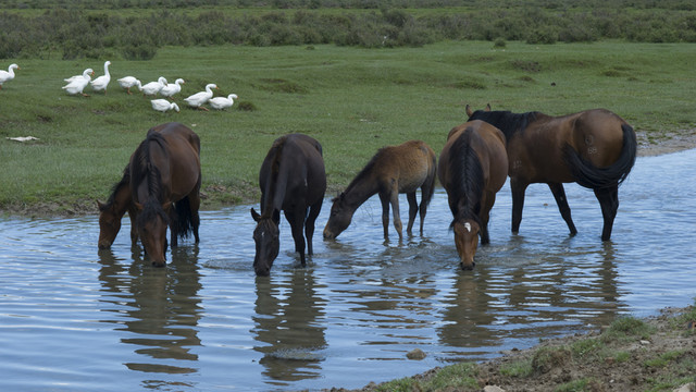 草原牧馬圖