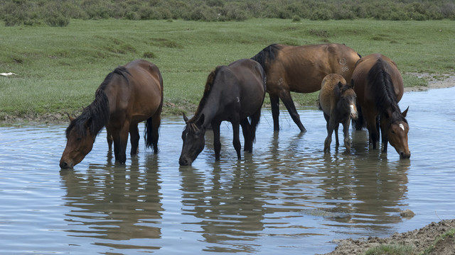 草原牧馬圖
