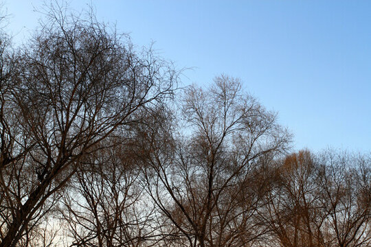 冬天 樹枝 樹木 枝杈 樹 枝