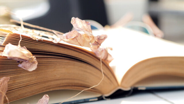書本與枯葉
