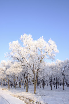 雪景