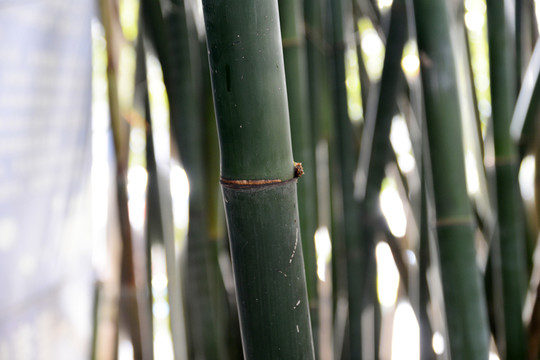 竹節(jié)