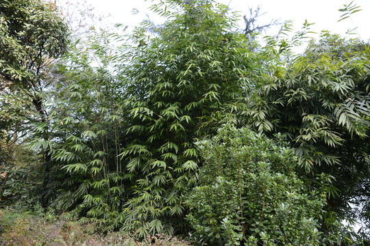 竹林