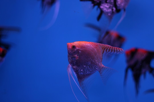 燕尾魚