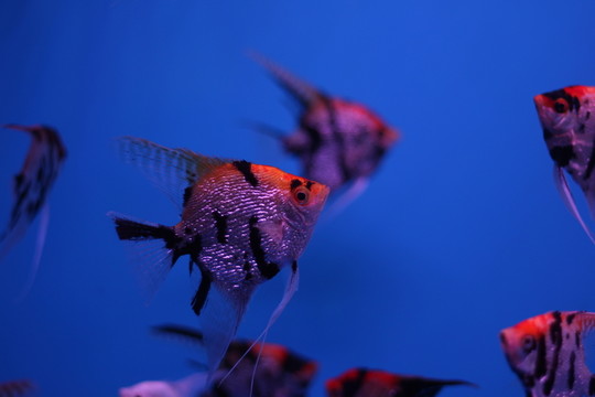 燕尾魚