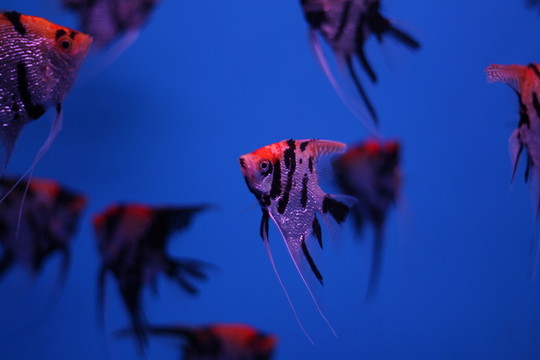 燕尾魚