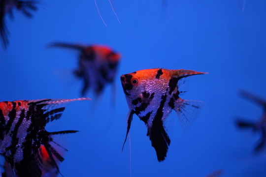 燕尾魚(yú)