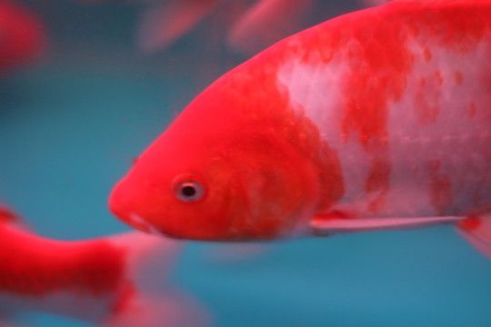 錦鯉